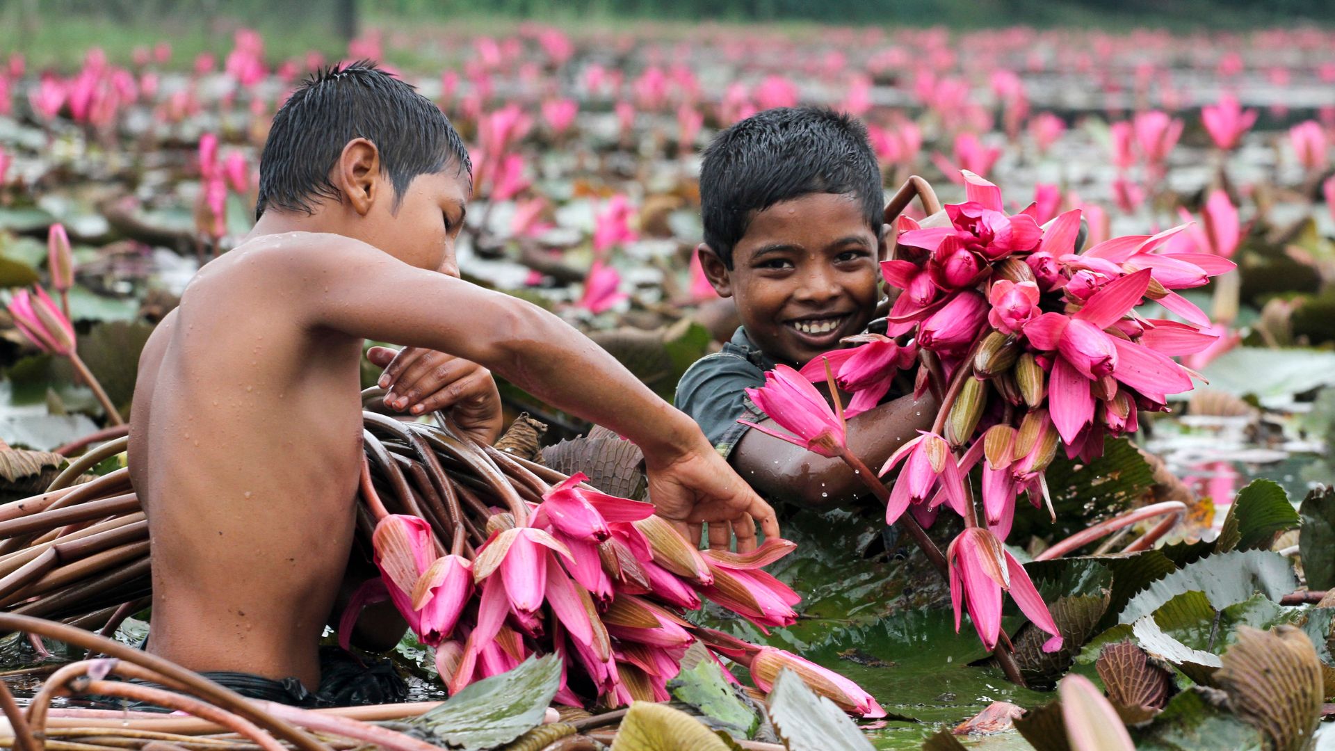 bangladeshi boys in a pond of water lilies | ource